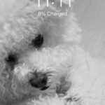 Sofia Carson Instagram - Happy Birthday Joey🤍 The love of our life, our gift from heaven. I’ve loved every moment of loving you my fuffa. My Doll, Joey is the luckiest in the whole WORLD to have you🤍 My heart is yours forever and ever my doll and my fuffa. Happiest Fuffa Day.