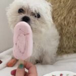 Sofia Vassilieva Instagram - Leaving this here to make your Monday better 🍓🐶💕✨(curated by @landrybender)