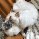 Solène Hebert Instagram – Je n’ai pas les mots, et sûrement pas envie de les avoir. Juste vous dire que Pablo s’est éteint aujourd’hui à 8 ans et demie. Son rein a finalement lâché après qu’il se soit battu pendant 4 ans. On lui avait annoncé 2 ans à vivre maximum. Mais il était têtu