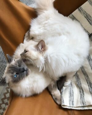 Solène Hébert Instagram - Je n’ai pas les mots, et sûrement pas envie de les avoir. Juste vous dire que Pablo s’est éteint aujourd’hui à 8 ans et demie. Son rein a finalement lâché après qu’il se soit battu pendant 4 ans. On lui avait annoncé 2 ans à vivre maximum. Mais il était têtu
