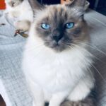 Solène Hebert Instagram – Je n’ai pas les mots, et sûrement pas envie de les avoir. Juste vous dire que Pablo s’est éteint aujourd’hui à 8 ans et demie. Son rein a finalement lâché après qu’il se soit battu pendant 4 ans. On lui avait annoncé 2 ans à vivre maximum. Mais il était têtu