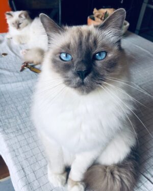 Solène Hébert Instagram - Je n’ai pas les mots, et sûrement pas envie de les avoir. Juste vous dire que Pablo s’est éteint aujourd’hui à 8 ans et demie. Son rein a finalement lâché après qu’il se soit battu pendant 4 ans. On lui avait annoncé 2 ans à vivre maximum. Mais il était têtu