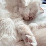 Solène Hebert Instagram – Week-end mood #tinka