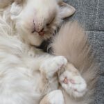 Solène Hebert Instagram - Monday mood #tinka #unpeudedouceur #peaceful #sacredebirmanie #cat