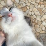 Solène Hebert Instagram – Dès que je croise un chat, je fais la même tête que quand j’avais 10 ans 😅 #adieucremeantiride #cattherapy #jai10ans #nevergrowup