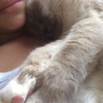 Solène Hebert Instagram - Je n’ai pas les mots, et sûrement pas envie de les avoir. Juste vous dire que Pablo s’est éteint aujourd’hui à 8 ans et demie. Son rein a finalement lâché après qu’il se soit battu pendant 4 ans. On lui avait annoncé 2 ans à vivre maximum. Mais il était têtu
