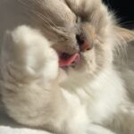 Solène Hebert Instagram - Sunny Sunday ☀️😻