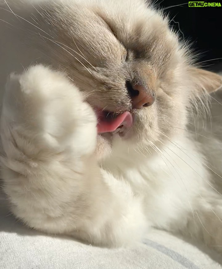 Solène Hebert Instagram - Sunny Sunday ☀️😻