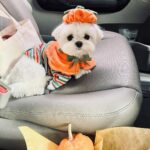Son Ye-jin Instagram - 호박키티🎃