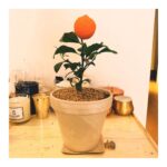 Son Ye-jin Instagram - 우울한 요즘 너무 상큼한 선물이 도착! 오렌지레몬나무🍊고마워요💛 우리 조금만 더 힘내요!!🙏