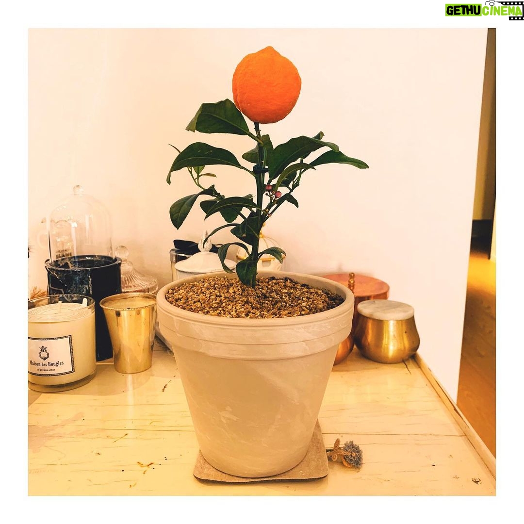 Son Ye-jin Instagram - 우울한 요즘 너무 상큼한 선물이 도착! 오렌지레몬나무🍊고마워요💛 우리 조금만 더 힘내요!!🙏