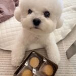 Song Hye-kyo Instagram - 🐶🥮
