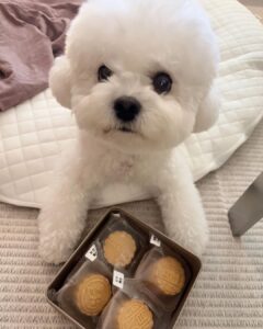 Song Hye-kyo Instagram - 🐶🥮