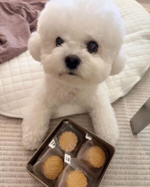 Song Hye-kyo Instagram - 🐶🥮