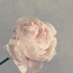 Song Hye-kyo Instagram -