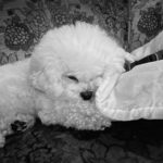 Song Hye-kyo Instagram - With ruby🤍🐶