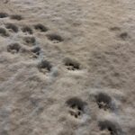 Song Yuqi Instagram - 🐶❄️🐶