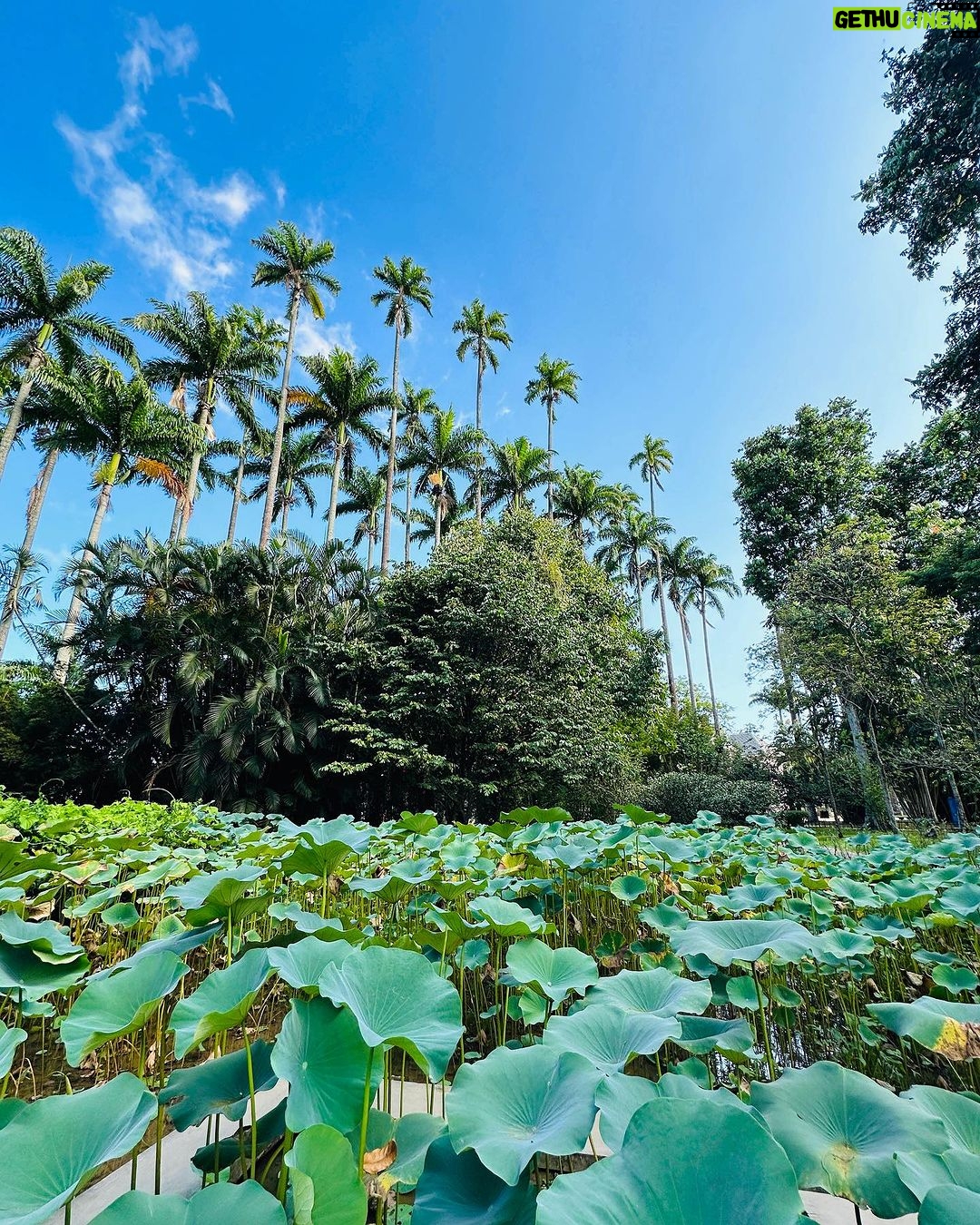 Sophia Abrahão Instagram - 🌿🤍 Jardim Botânico do Rio de Janeiro