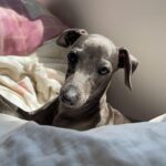 Sophia Valverde Instagram - Hoje é o aniversário de 2 aninhos da Charlotte 🥰 @clube_salatino Charlotte é uma cachorrinha especial, cheia de energia, carinhosa, companheira, que ama dormir comigo, que ama passear… O tempo voa e ela já está completando 2 anos ❤️ Quero ver todo mundo desejando um aniversário para o meu meu amorzinho: @amoresdasophiavalverde 🎂 #galgo #aniversario #happybirthday #amo #greyhound #clubesalatino Canil Salatino