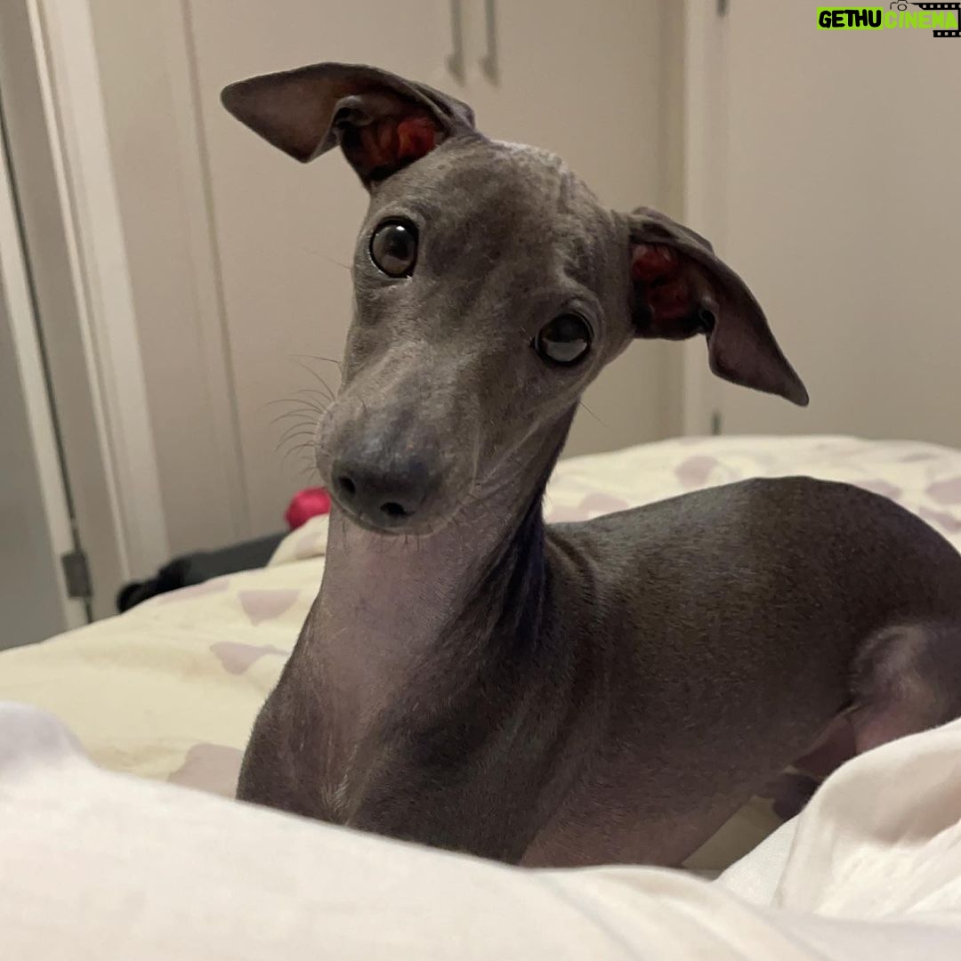 Sophia Valverde Instagram - Hoje é o aniversário de 2 aninhos da Charlotte 🥰 @clube_salatino Charlotte é uma cachorrinha especial, cheia de energia, carinhosa, companheira, que ama dormir comigo, que ama passear… O tempo voa e ela já está completando 2 anos ❤️ Quero ver todo mundo desejando um aniversário para o meu meu amorzinho: @amoresdasophiavalverde 🎂 #galgo #aniversario #happybirthday #amo #greyhound #clubesalatino Canil Salatino