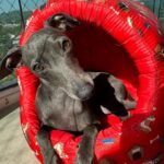 Sophia Valverde Instagram - Hoje é o aniversário de 2 aninhos da Charlotte 🥰 @clube_salatino Charlotte é uma cachorrinha especial, cheia de energia, carinhosa, companheira, que ama dormir comigo, que ama passear… O tempo voa e ela já está completando 2 anos ❤️ Quero ver todo mundo desejando um aniversário para o meu meu amorzinho: @amoresdasophiavalverde 🎂 #galgo #aniversario #happybirthday #amo #greyhound #clubesalatino Canil Salatino