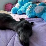 Sophia Valverde Instagram - Hoje é o aniversário de 2 aninhos da Charlotte 🥰 @clube_salatino Charlotte é uma cachorrinha especial, cheia de energia, carinhosa, companheira, que ama dormir comigo, que ama passear… O tempo voa e ela já está completando 2 anos ❤️ Quero ver todo mundo desejando um aniversário para o meu meu amorzinho: @amoresdasophiavalverde 🎂 #galgo #aniversario #happybirthday #amo #greyhound #clubesalatino Canil Salatino