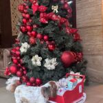 Sophie Choudry Instagram - Merry Xmas everyone! Hope your day was as full of love and yumminess as mine🌲❤️ #gratitude #xmas #christmasday #xmasfeels #christmastree #christmaslunch #littlereddress #santa #shihtzu #shihtzusofinstagram #foodcoma