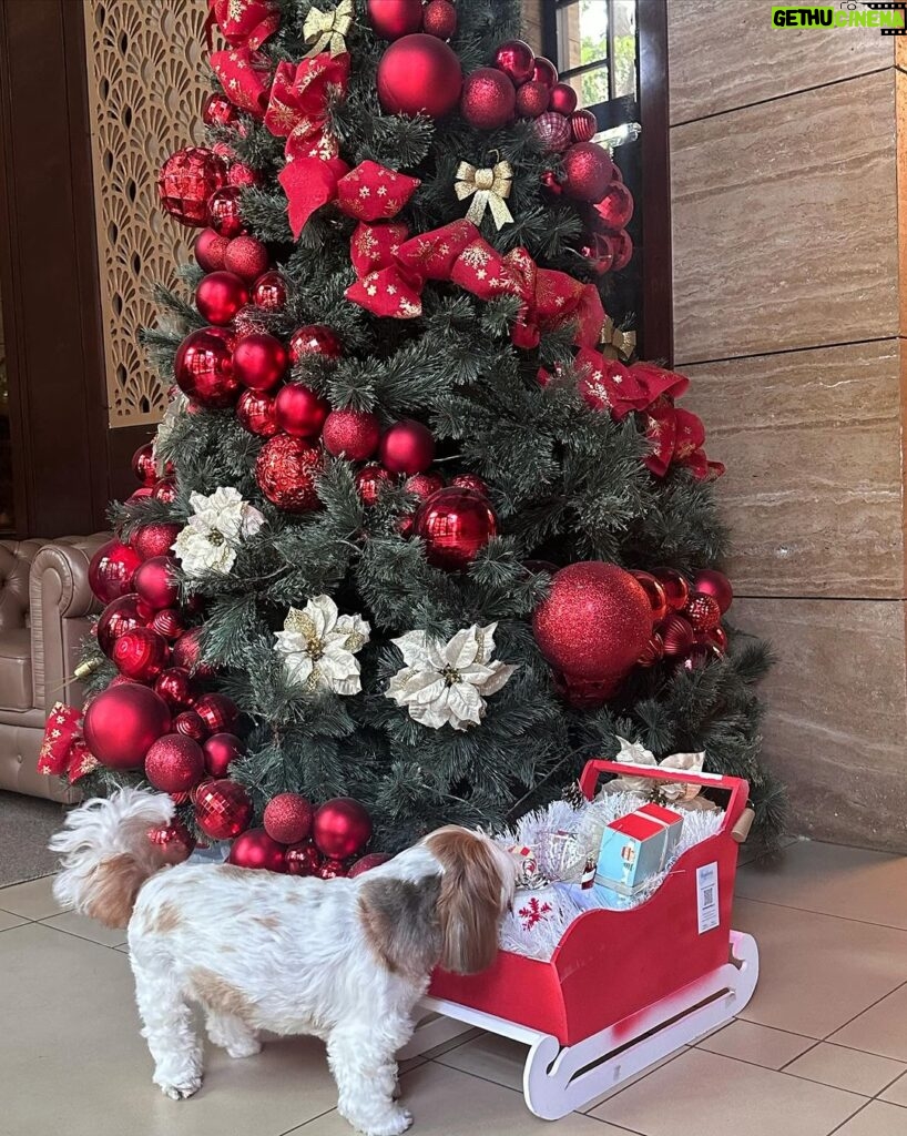 Sophie Choudry Instagram - Merry Xmas everyone! Hope your day was as full of love and yumminess as mine🌲❤ #gratitude #xmas #christmasday #xmasfeels #christmastree #christmaslunch #littlereddress #santa #shihtzu #shihtzusofinstagram #foodcoma