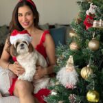Sophie Choudry Instagram - Merry Xmas everyone! Hope your day was as full of love and yumminess as mine🌲❤️ #gratitude #xmas #christmasday #xmasfeels #christmastree #christmaslunch #littlereddress #santa #shihtzu #shihtzusofinstagram #foodcoma