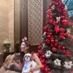 Sophie Choudry Instagram - Merry Xmas everyone! Hope your day was as full of love and yumminess as mine🌲❤️ #gratitude #xmas #christmasday #xmasfeels #christmastree #christmaslunch #littlereddress #santa #shihtzu #shihtzusofinstagram #foodcoma