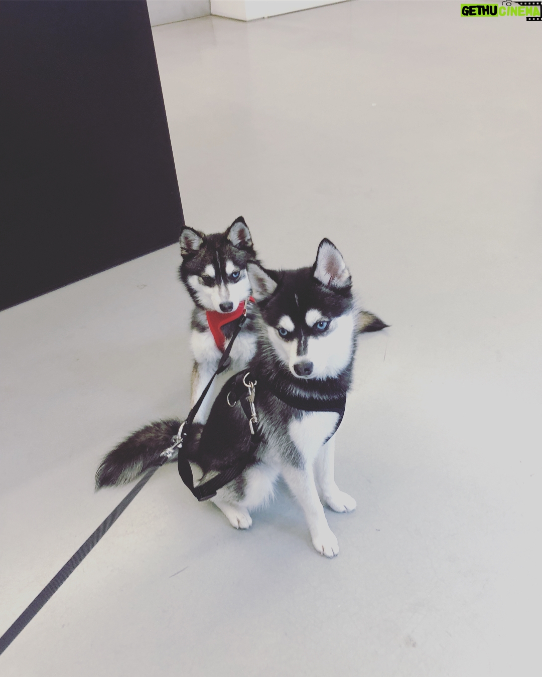 Sophie Turner Instagram - Welcome to the family @waldopicassojonas 🐶 ♥️ 💫
