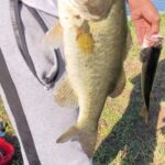 Spoken Reasons Instagram - Been bout a year since we hit the waters and pulled some hogs up! Last week lil mini me was mad because we ain’t even get a bite.. Told em we gone snatch some this time coming round.. God did us good ⚡️(Ice Cube Voice) “I gots to say… Today was a GOOD Day” 🐟 🐠 🎣 • @spokegangfishin #BassFishing #Fishing #FreshWaterFishing #Angler #FCHW #TopWaterFishing #BlackAngler #FloridaWildlife