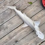 Spoken Reasons Instagram - 1st Post of 2022… Done went out and caught me a damn Bonnethead Shark.. Looks very similar to a Hammerhead. Had to do my research cause at 1st I thought that’s what it was. All I gots to say is this MF’er gave me one of the greatest fights of my life tryna get him out. Pole almost went in the water. Caused a whole scene outchea.. But I came out on top 😂😂😂😂 #FCHW ⚡️ Sarasota, Florida