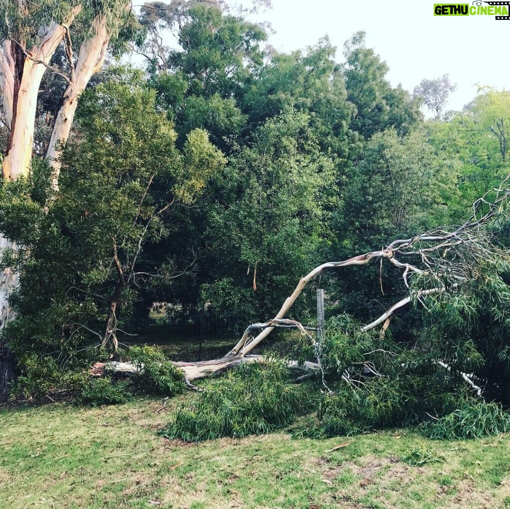 Stefan Dennis Instagram - Methinks this poor old tree has to go. It seems when a tree gets struck by lightning twice it doesn’t have a good time trying to survive after that. This is the fourth very large branch to break off in less than two years. Shame coz I love that tree.