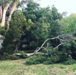 Stefan Dennis Instagram - Methinks this poor old tree has to go. It seems when a tree gets struck by lightning twice it doesn’t have a good time trying to survive after that. This is the fourth very large branch to break off in less than two years. Shame coz I love that tree.