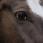 Stella McCartney Instagram – HEALING POWER OF HORSES: #EquineTherapy includes observing and interacting with horses to support a variety of mental health conditions.
As explained here by Andreas Liefooghe of @OperationCentaur, interacting with horses creates a non-judgmental environment for self-expression and has been shown to reduce anxiety, lower blood pressure and decrease stress, whilst improving interpersonal skills, enhancing self-esteem and confidence, and increasing mindfulness and presence.
Discover more at healingpowerofhorses.com.
#StellaMcCartney #StellaWinter23 #HealingPowerofHorses @TheChopraFoundation @NeverAlone.Love