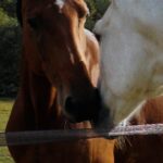 Stella McCartney Instagram – HEALING POWER OF HORSES: We partnered with @DeepakChopra and @NeverAlone.Love to raise awareness on equine therapy and how it can support teen #mentalhealth.

Studies have indicated #equinetherapy’s effectiveness across age groups; adolescents with depression and anxiety have shown a 60% improvement in symptoms after a 12-week programme. 

Discover more at healingpowerofhorses.com.

Shot at @OperationCentaur, an equine therapy centre in Richmond, London.

#StellaMcCartney #StellaWinter23 #HealingPowerofHorses @TheChopraFoundation