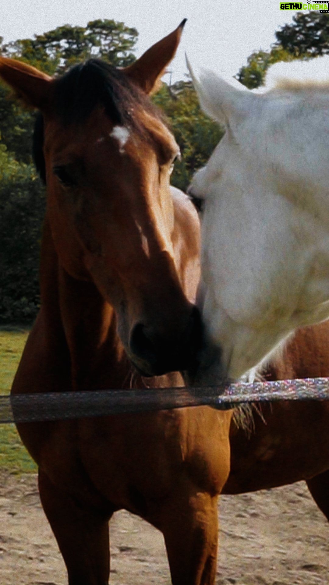 Stella McCartney Instagram - HEALING POWER OF HORSES: We partnered with @DeepakChopra and @NeverAlone.Love to raise awareness on equine therapy and how it can support teen #mentalhealth. Studies have indicated #equinetherapy’s effectiveness across age groups; adolescents with depression and anxiety have shown a 60% improvement in symptoms after a 12-week programme. Discover more at healingpowerofhorses.com. Shot at @OperationCentaur, an equine therapy centre in Richmond, London. #StellaMcCartney #StellaWinter23 #HealingPowerofHorses @TheChopraFoundation