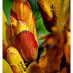 Stephen Hill Instagram – Ants & Yellow Sanchezia

Just a bunch of Ants crawling around on God’s green earth 🐜 🌎 

#stephenhillphotos  #yellowsanchezia #macrophotography #leicaphoto