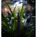 Stephen Hill Instagram – Royal Purple Lilyturf

I’ve been posting a lot of black and white photography… how about a little bit of the color purple? 💜

#stephenhillphotos #lilyturf #leicaphoto #seewhatididthere
