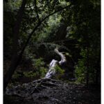 Stephen Hill Instagram - Naked? #stephenhillphotos #leicaphoto #thegarden #thelight andtheserpent #watchforthecarthieves Nu'uanu Judd Trail