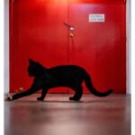 Stephen Hill Instagram - This cat was acting like it wanted to come home with me. I would have called him Larry Blackmon. #stephenhillphotos #leicaphoto #cameo #larryblackmon