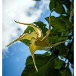 Stephen Hill Instagram - Angel's Trumpet Beautiful flower... Don't ingest it, though. It's poisonous. Could end up with rigor mortis. #stephenhillphotos #leicaphoto #angelstrumpetflower #hawaiilife🌺 Honolulu, Oahu Hawaii