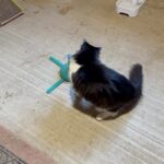 Steve Austin Instagram – Pancho
#tbt #cat #cats #catsofinstagram 
#barncat #brokenskullranch