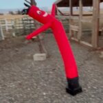 Steve Austin Instagram – BSR critter control. Big Red doing solid work out here scaring away coyotes, hawks, eagles, bobcats, and grey fox. So far so good. 
#critters #predator #onguard 
#chicken #eggs #nevada
#usa #america #bsr #brokenskullranch 

Metallica
Seek and Destroy