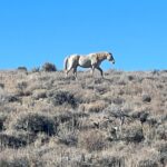 Steve Austin Instagram - 012, Nevada @nevadahuntingservices