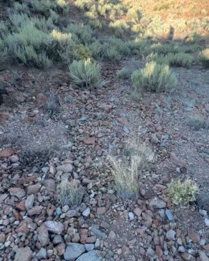 Steve Austin Instagram - Took up hiking this morning…😂
The first slide is my buggy… Operator error. The second slide is my truck and trailer. 
Third slide is the shortcut..
Thanks to @jwaldaias for the assist. 
#desert #hiking #4x4 #cardio 
#race