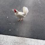 Steve Austin Instagram - 🔊⬆️ Cardio #chicken #chickens #chickenshit #eggs #dinneriftheydontleavemygarage #brokenskullranch Wings Silly Love Songs