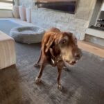Steve Austin Instagram – 🔊⬆️🐾
While drinking my morning coffee I figured maybe I will work out later. Thanks to the support and encouragement of the K-9 crew, I am headed to the gym right fucking now. 
Moolah, Cali, and the wonder dog Brownie. 
#coffee #morning #workout #labrador 
#silverlab #blacklab #chocolatelab