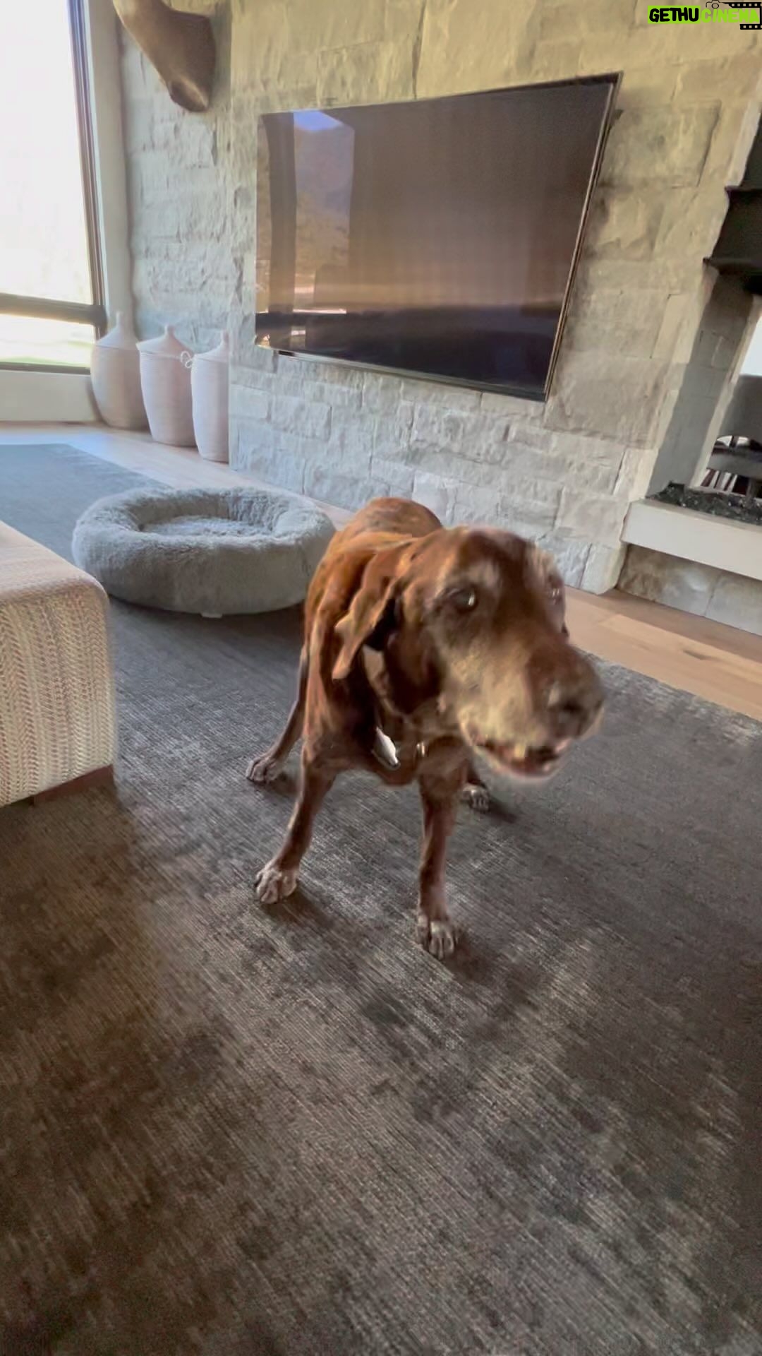 Steve Austin Instagram - πβ¬οΈπΎ While drinking my morning coffee I figured maybe I will work out later. Thanks to the support and encouragement of the K-9 crew, I am headed to the gym right fucking now. Moolah, Cali, and the wonder dog Brownie. #coffee #morning #workout #labrador #silverlab #blacklab #chocolatelab